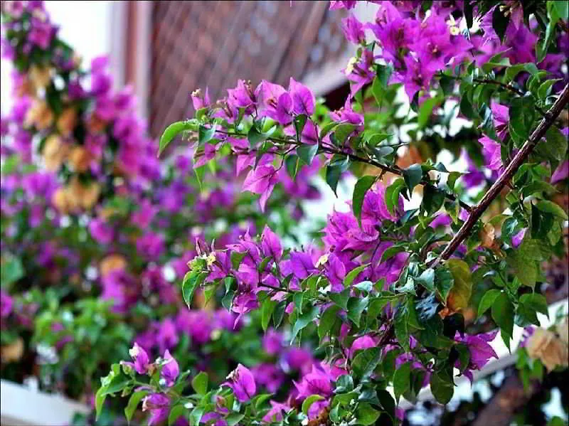 **  Frankfurt Hotel Antalya Turkey